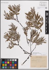 Foto von Salix eleagnos Scop. x Salix repens L.